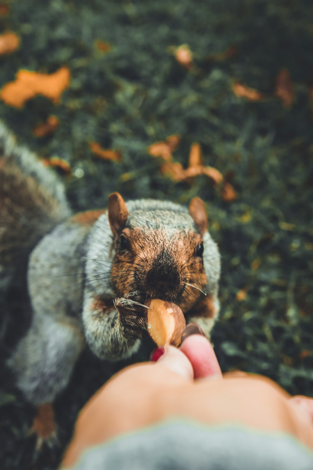 gray and brown squirrel