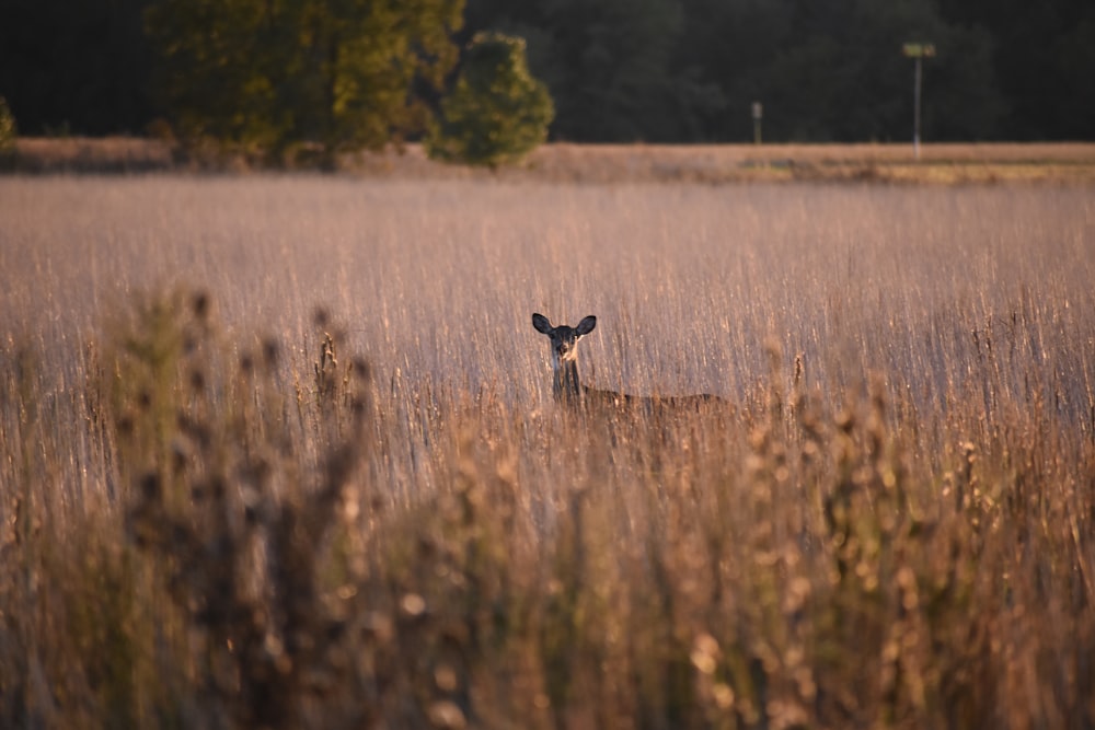 brown deer on brown plant field