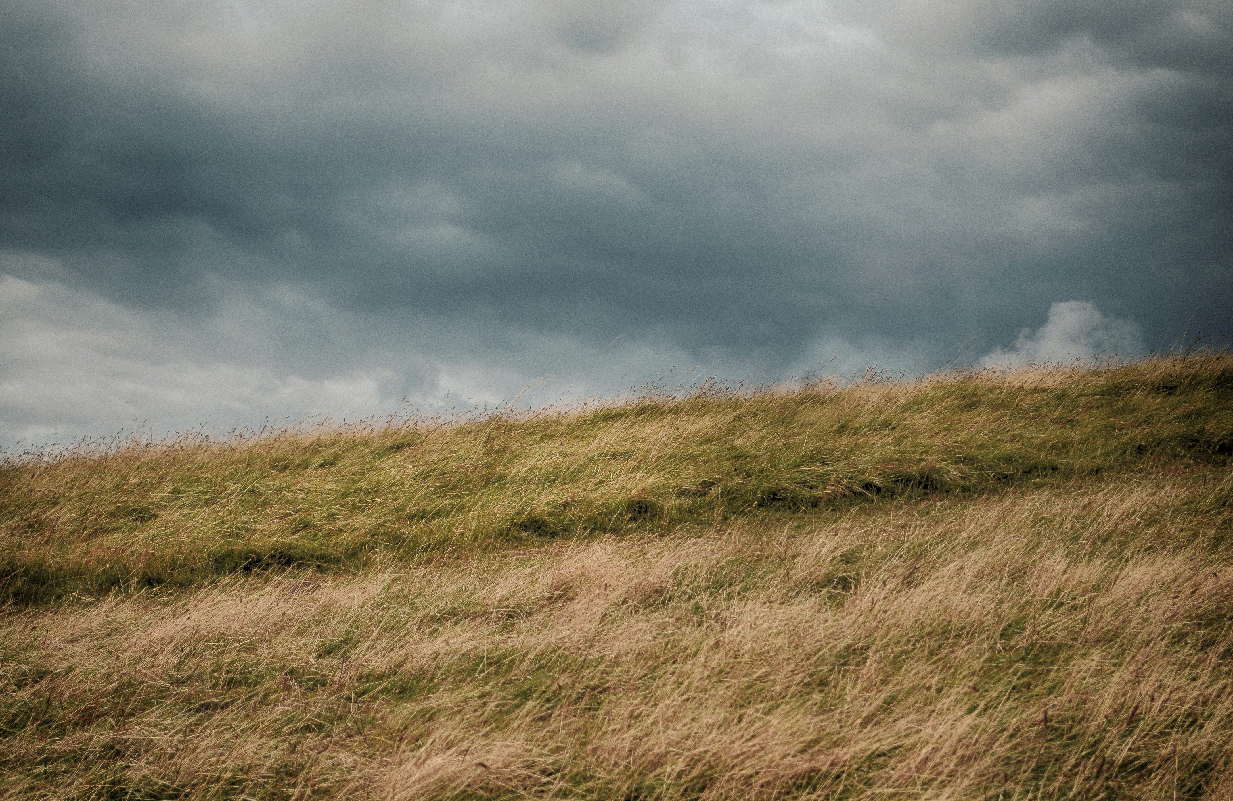 Windy field before the storm
