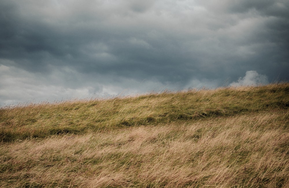 green and brown grassy field