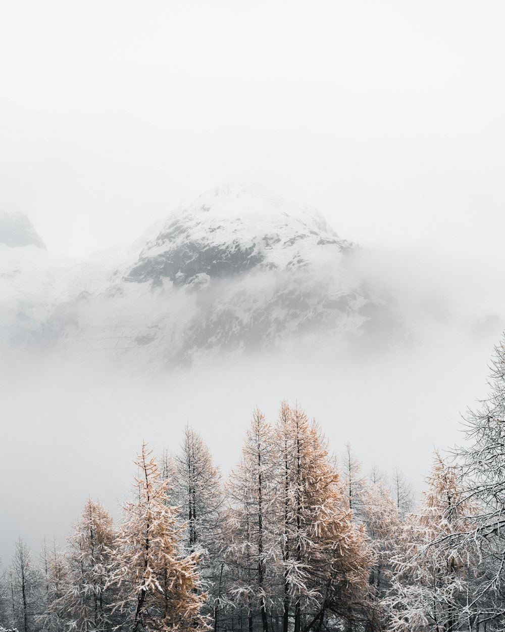 árvores cinzentas cercadas por nevoeiros