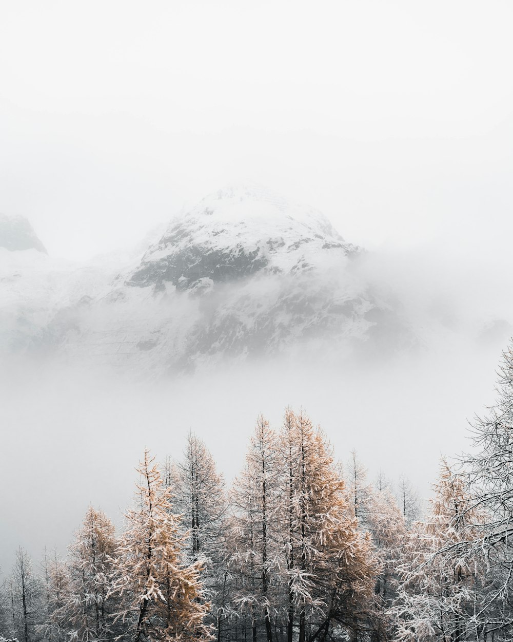 gray trees surrounded by fogs