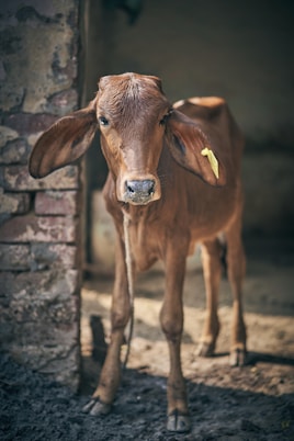 brown calf during daytime