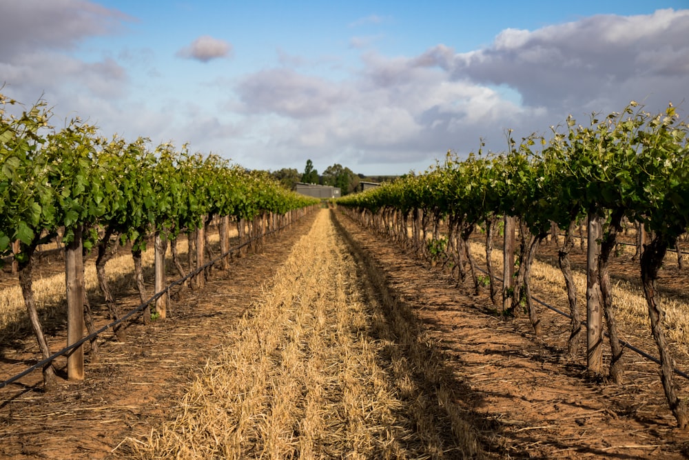 green leafed fruits farm field