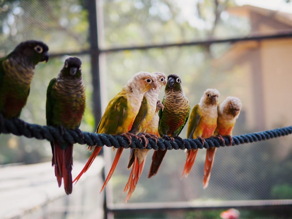 seven assorted-color parrots on rope in macro photography