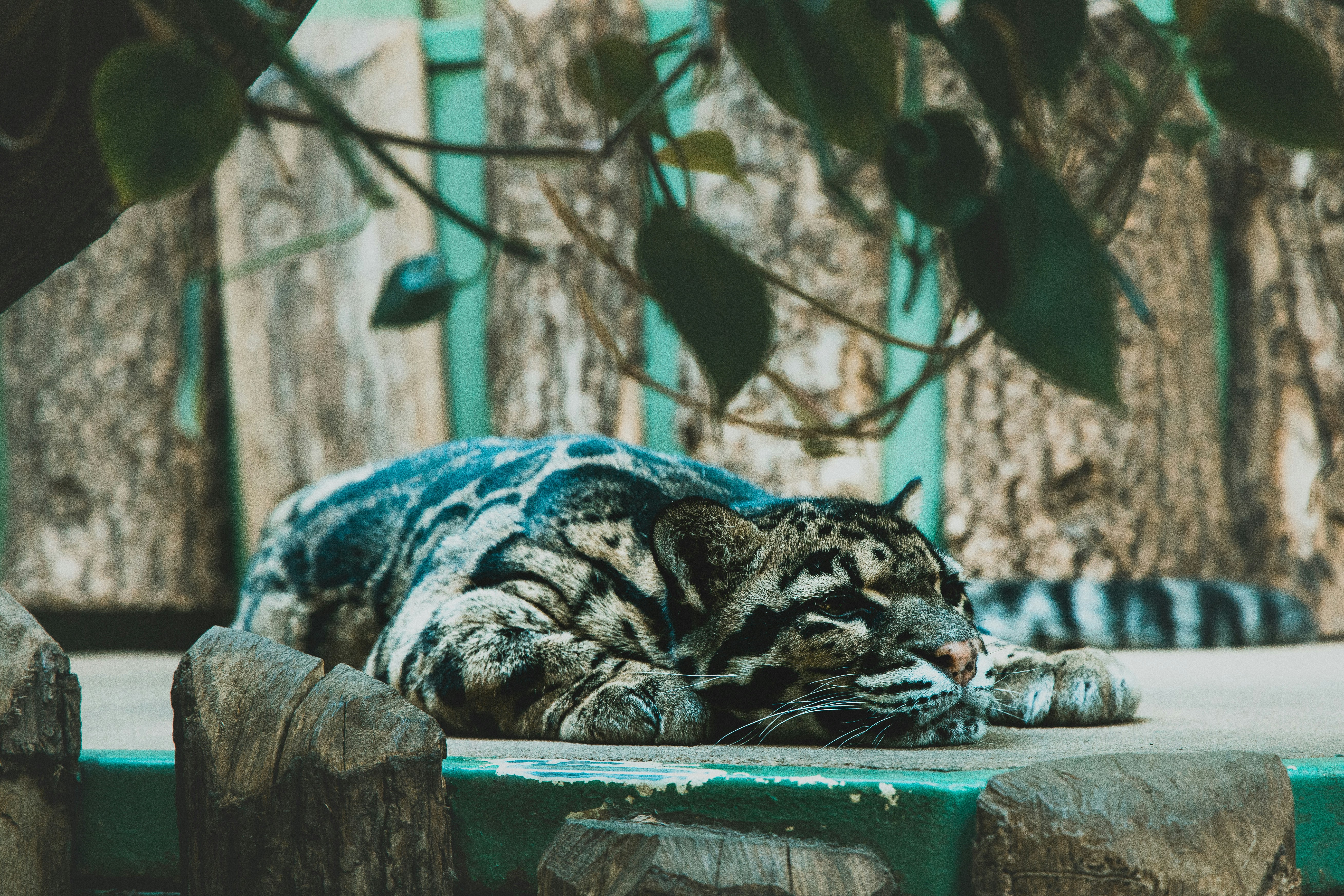 Warm kitty, Soft kitty Little ball of fur