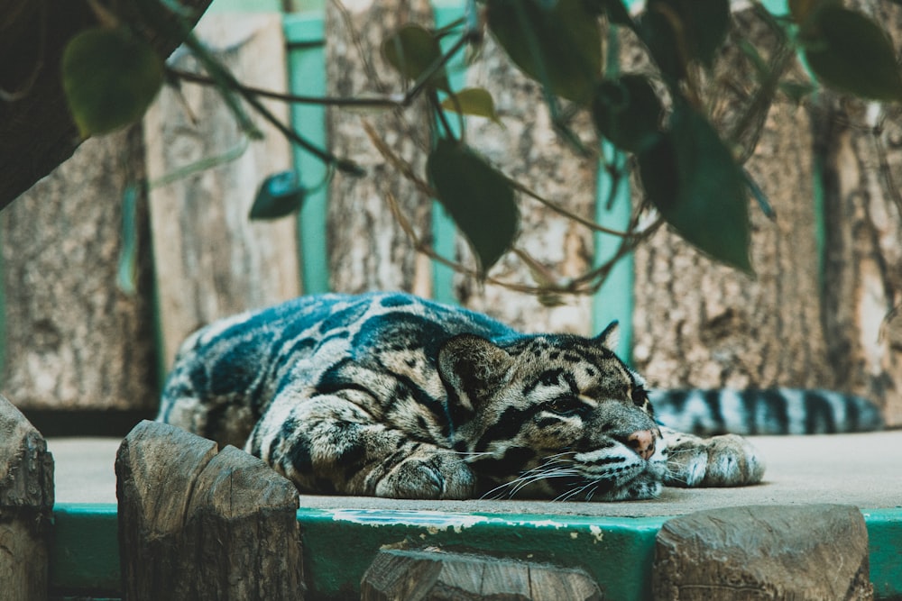 bengal cat