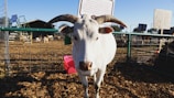 A white goat with long, curved horns and a green ear tag stands in a fenced area. The background features wooden structures, more goats, and a clear blue sky.