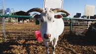 A white goat with long, curved horns and a green ear tag stands in a fenced area. The background features wooden structures, more goats, and a clear blue sky.