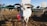 A white goat with long, curved horns and a green ear tag stands in a fenced area. The background features wooden structures, more goats, and a clear blue sky.