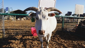 A white goat with long, curved horns and a green ear tag stands in a fenced area. The background features wooden structures, more goats, and a clear blue sky.