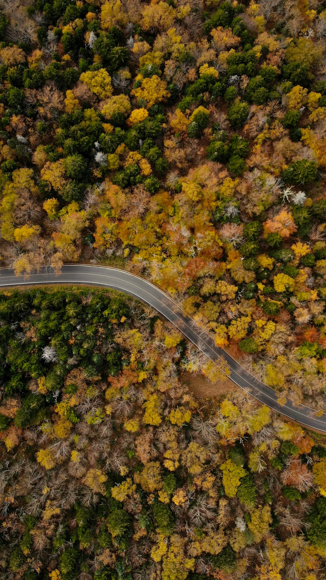 top view of a green and yellow trees