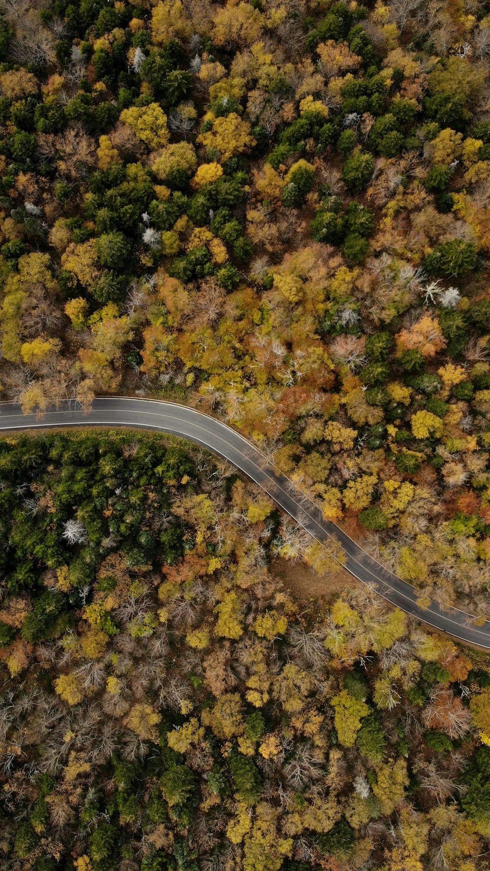 top view of a green and yellow trees