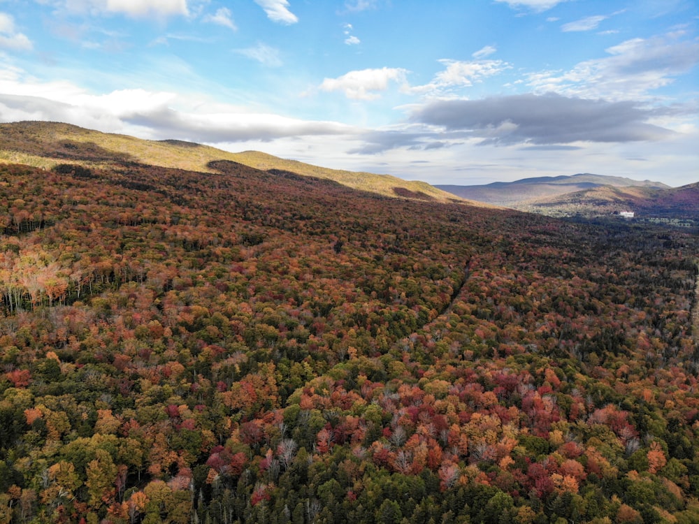 high-angle photography of green leafed trees on forest