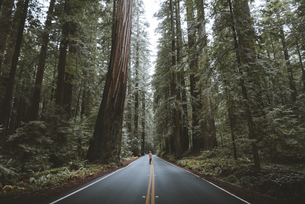 person standing on road surrounded by trees