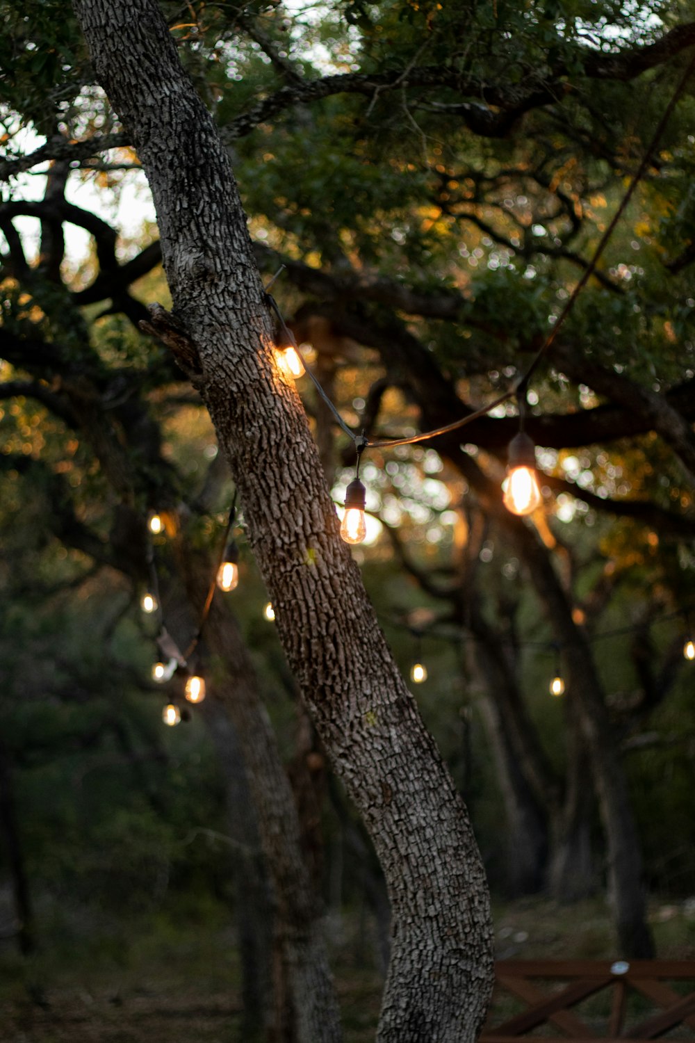 green-leafed trees during daytime