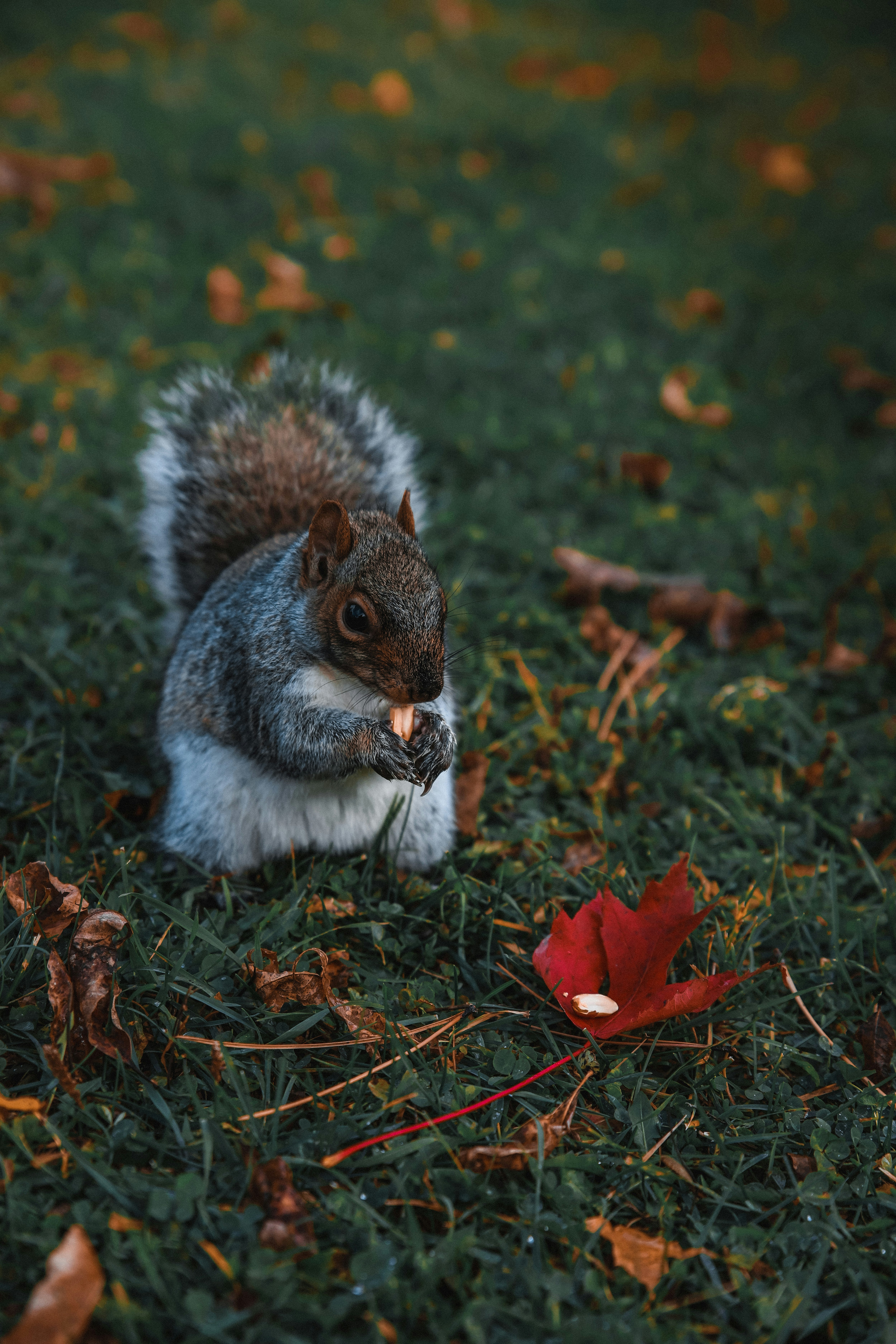 Photo de notodonte écureuil par Jusdevoyage