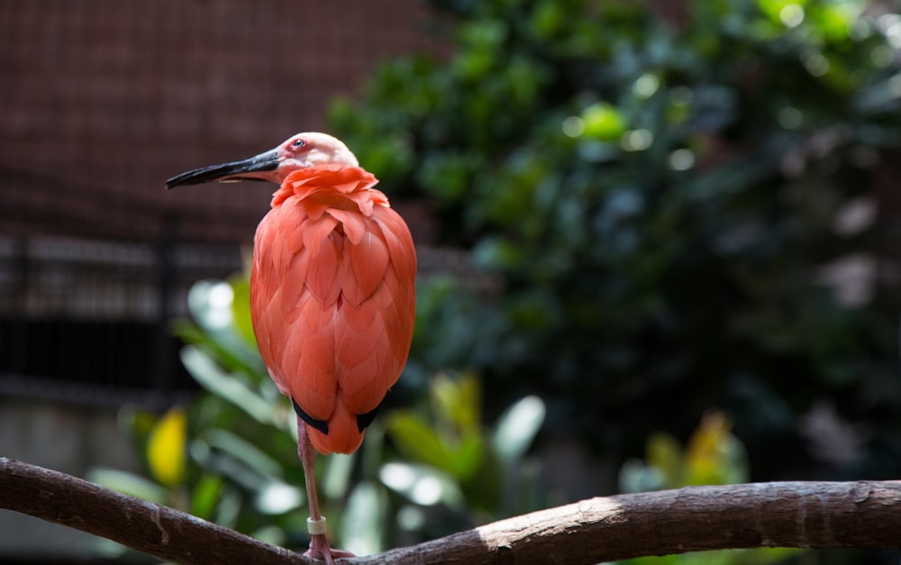 pink bird on branch