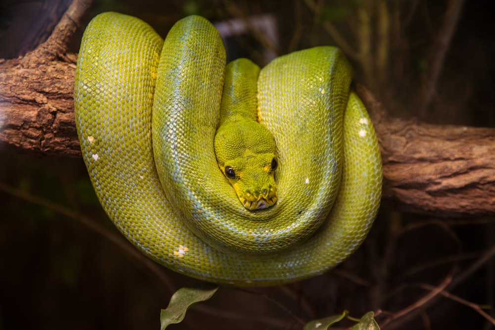 serpiente verde en la rama de un árbol