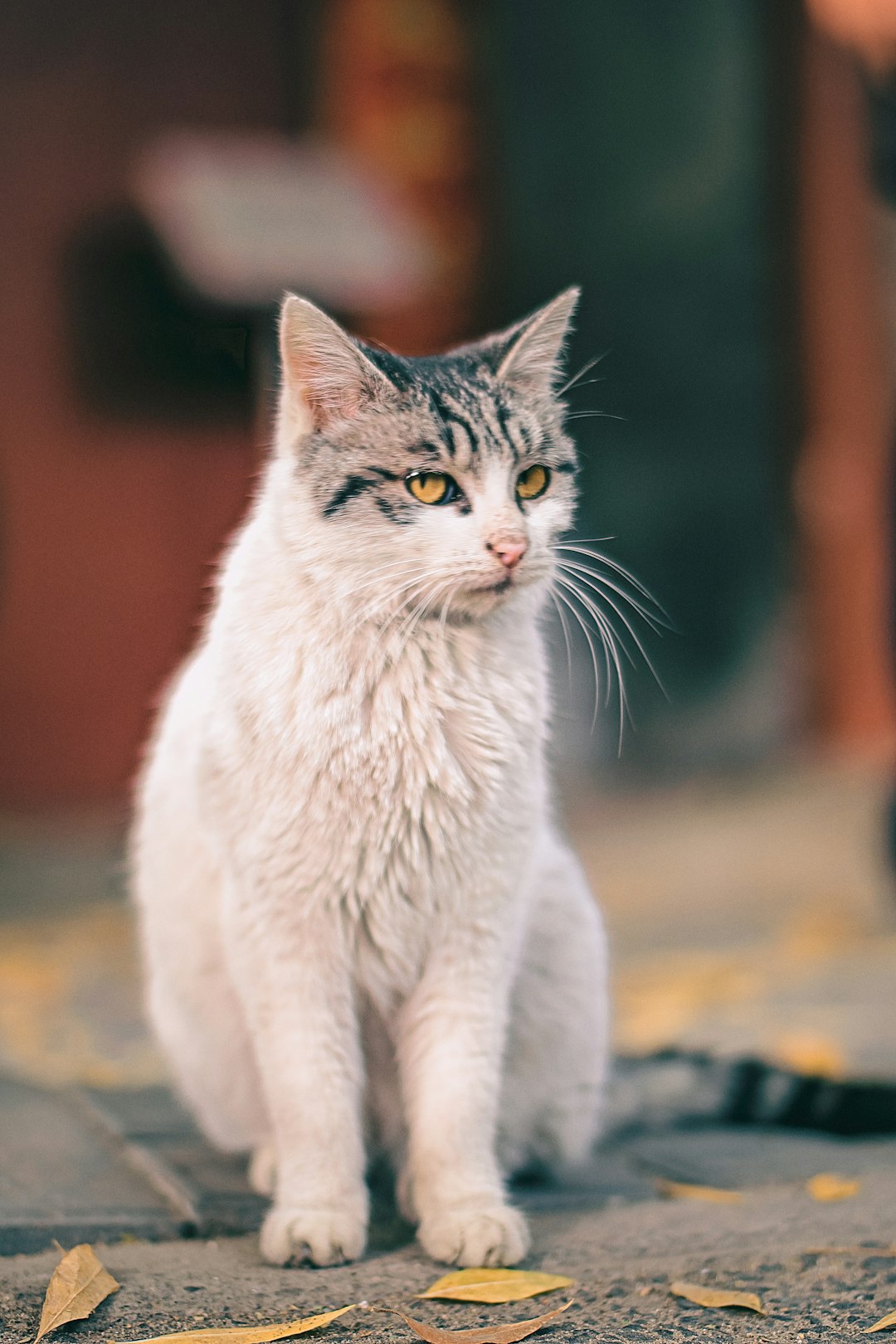 white and gray tabby cat