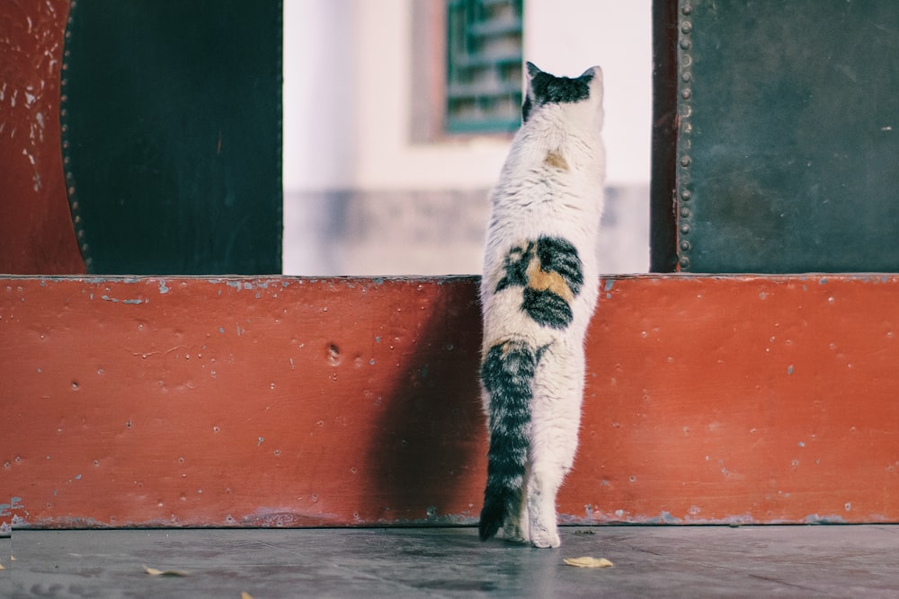 white and grey cat during daytime