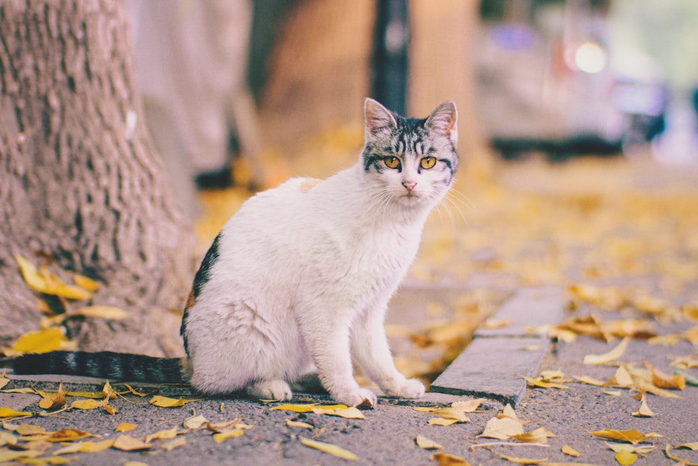 gato tabby branco e preto sentado ao lado da árvore na calçada