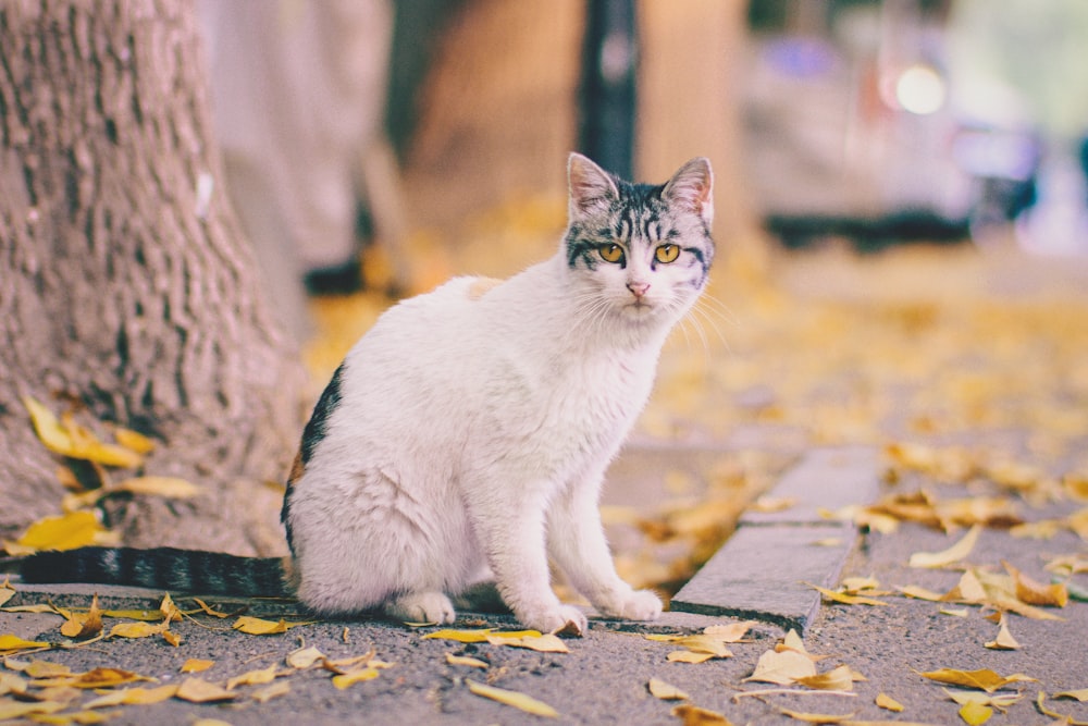 white and black tabby cat sitting beside tree on sidewalk