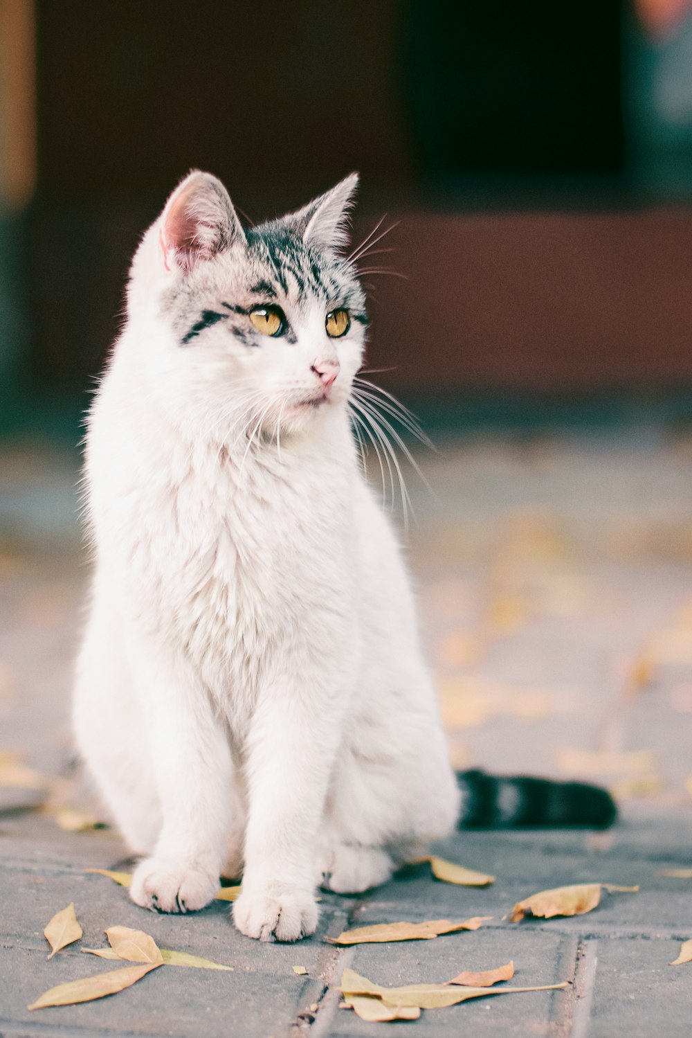 selective focus photography of sitting white and black cat