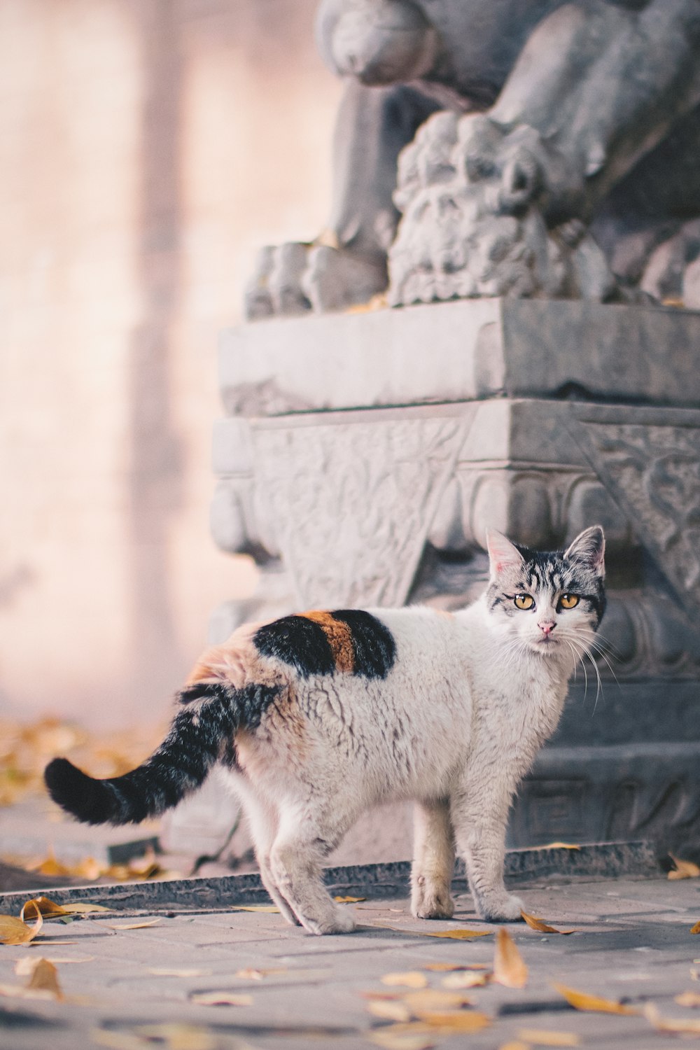 weiße, braune, schwarze und graue Katze neben Statue