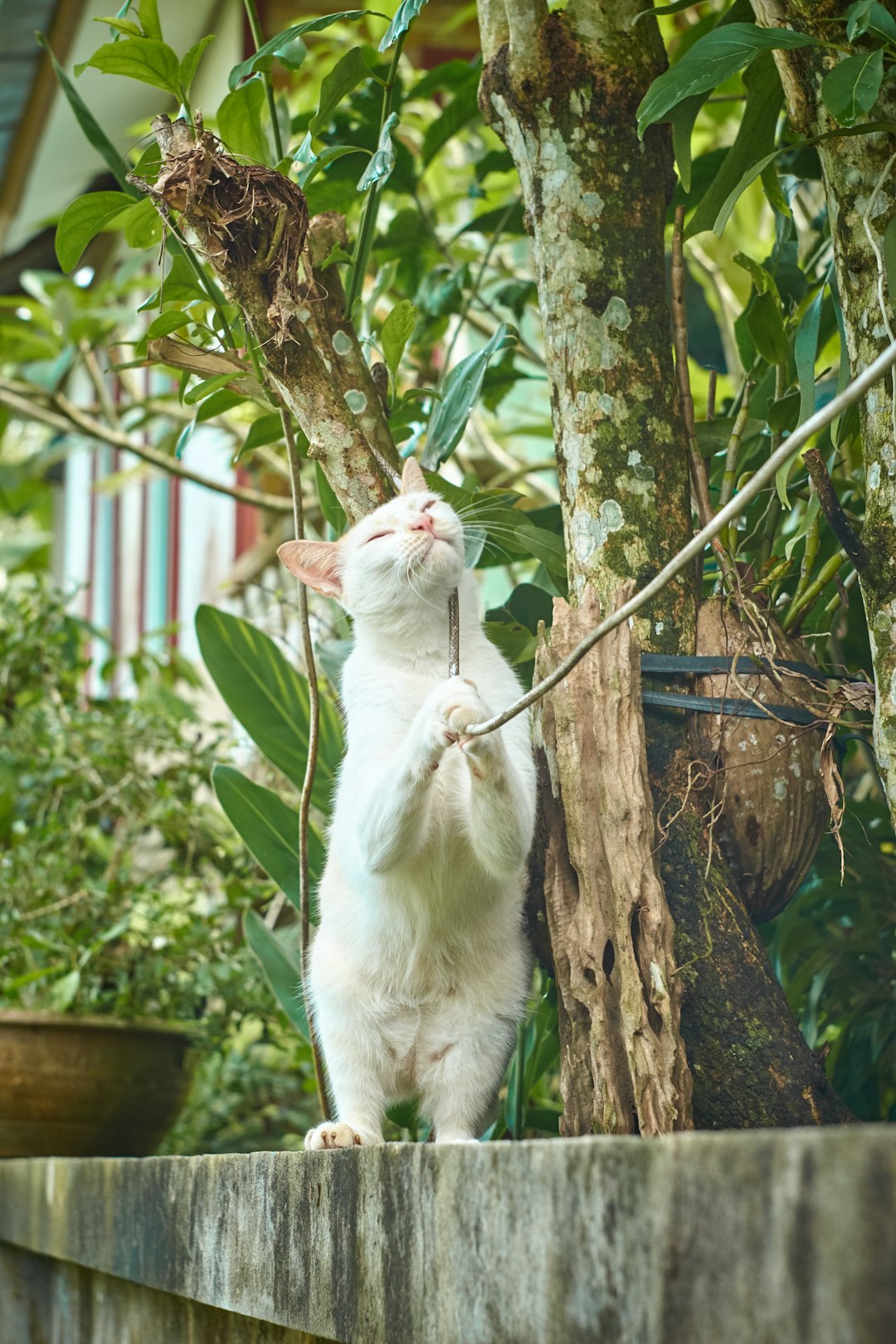 white cat beside tree