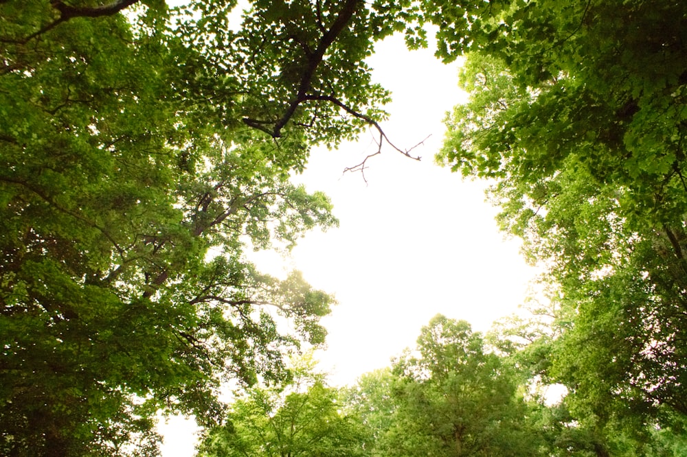 green-leafed trees