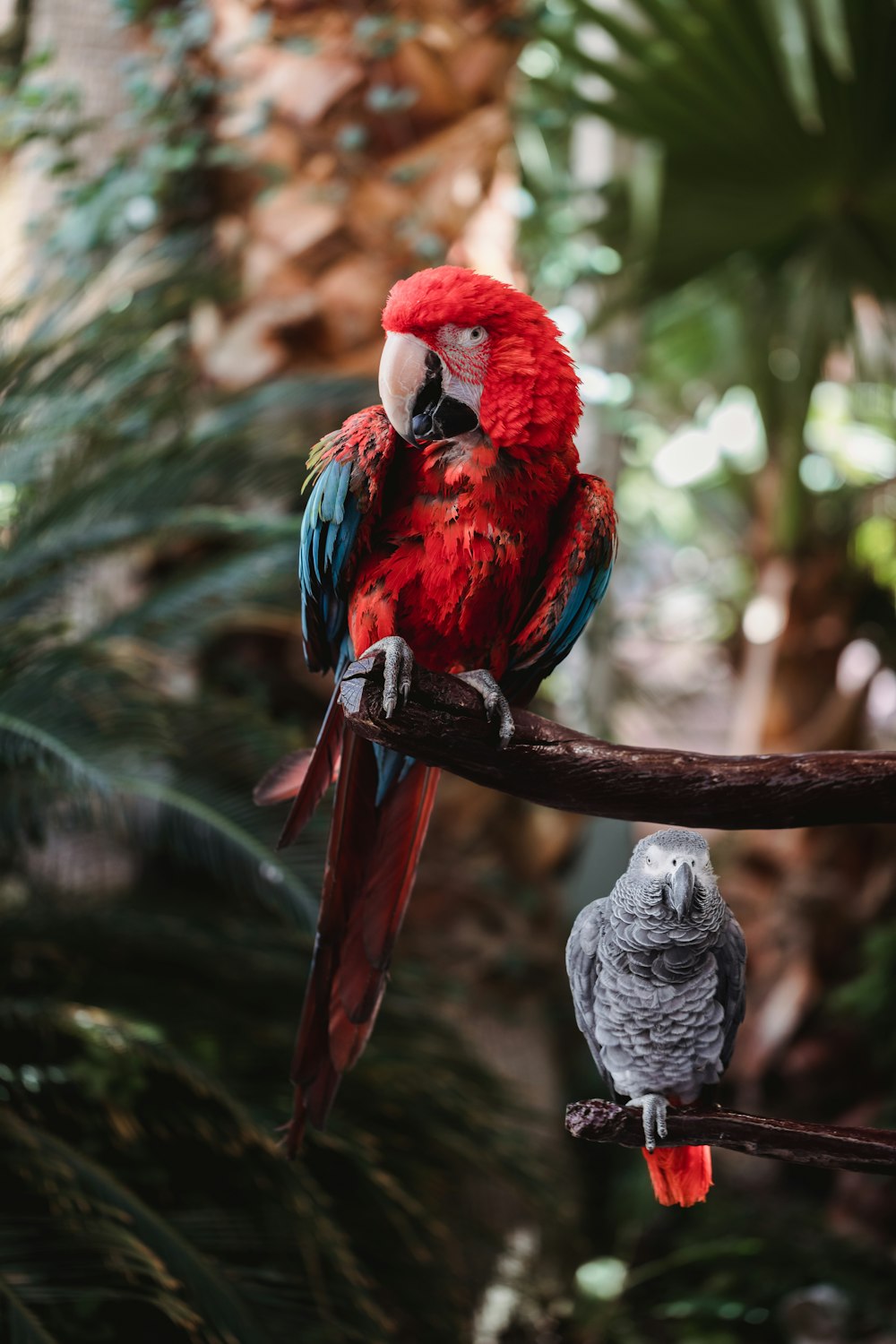 red and blue parrot