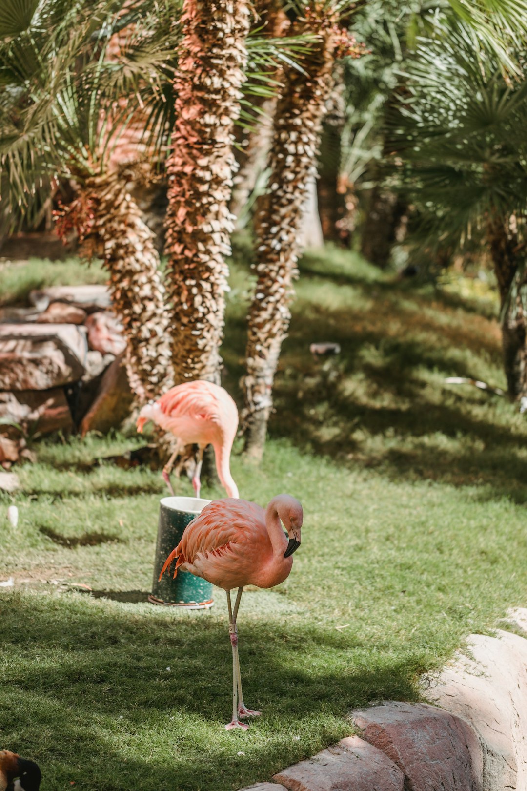 two pink flamingos on green field