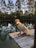 A dog is sitting on a wooden dock beside a calm pond surrounded by tall pine trees with sunlight filtering through, creating a serene and natural atmosphere.