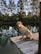 A dog is sitting on a wooden dock beside a calm pond surrounded by tall pine trees with sunlight filtering through, creating a serene and natural atmosphere.