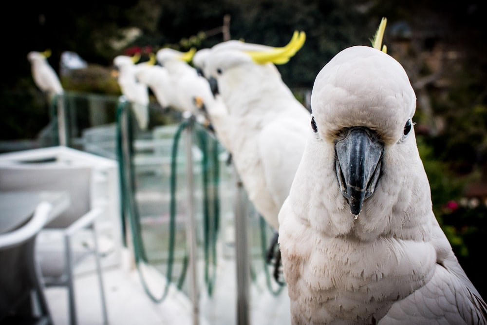 white parakeets on glass railings