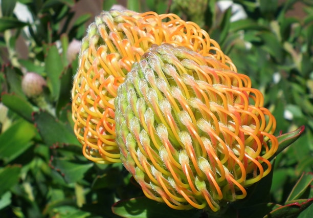 A close-up view of an exotic flower with intricate, interwoven petals that are primarily orange and yellow. The flower is set against a backdrop of green leaves, with the elaborate structure of the petals creating a striking visual pattern.