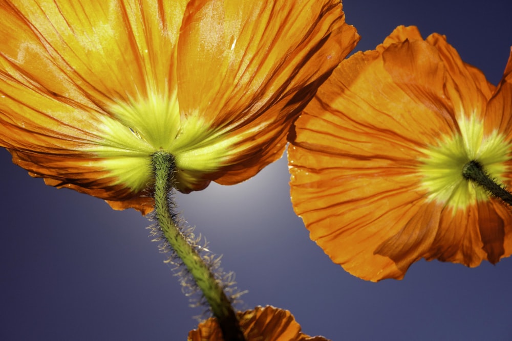 two orange poppy flowers