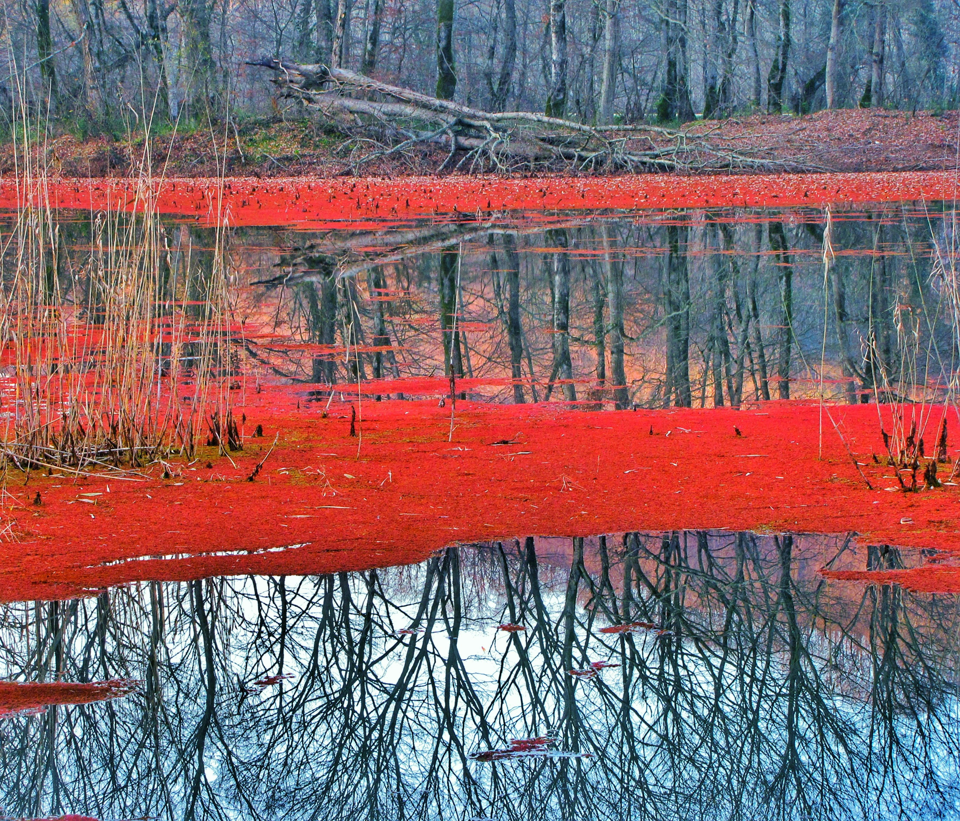 The Lake That Turns Animals Into Living Statues (image credits: unsplash)