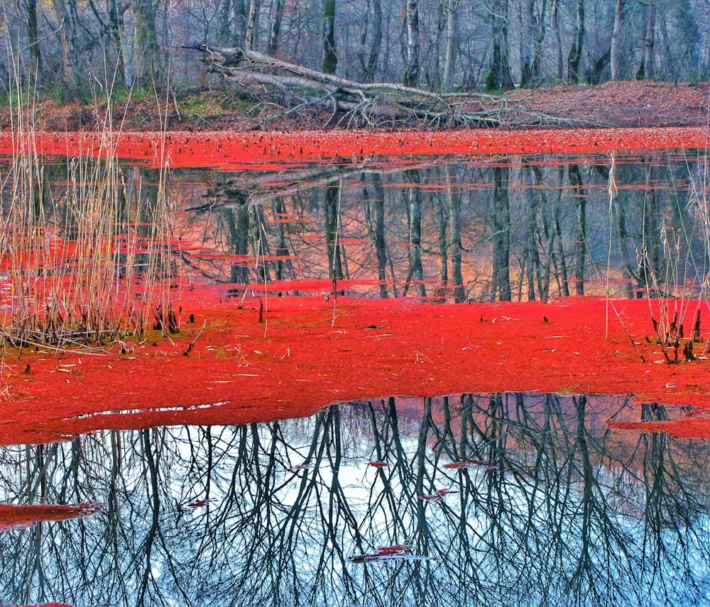 body of water surrounded by withered trees