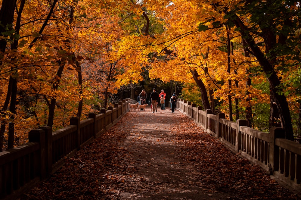 people waking on bridge between trees