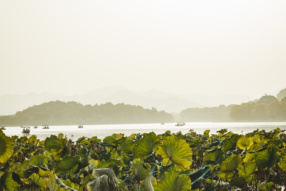 piante a foglia verde vicino a uno specchio d'acqua