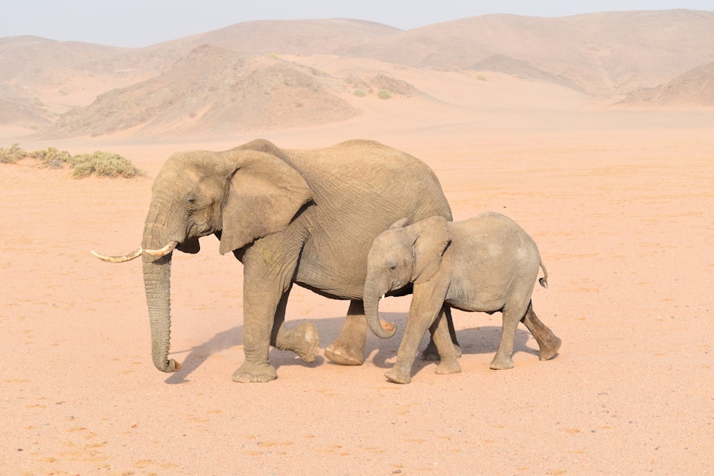 갈색 성인 코끼리와 어린 코끼리