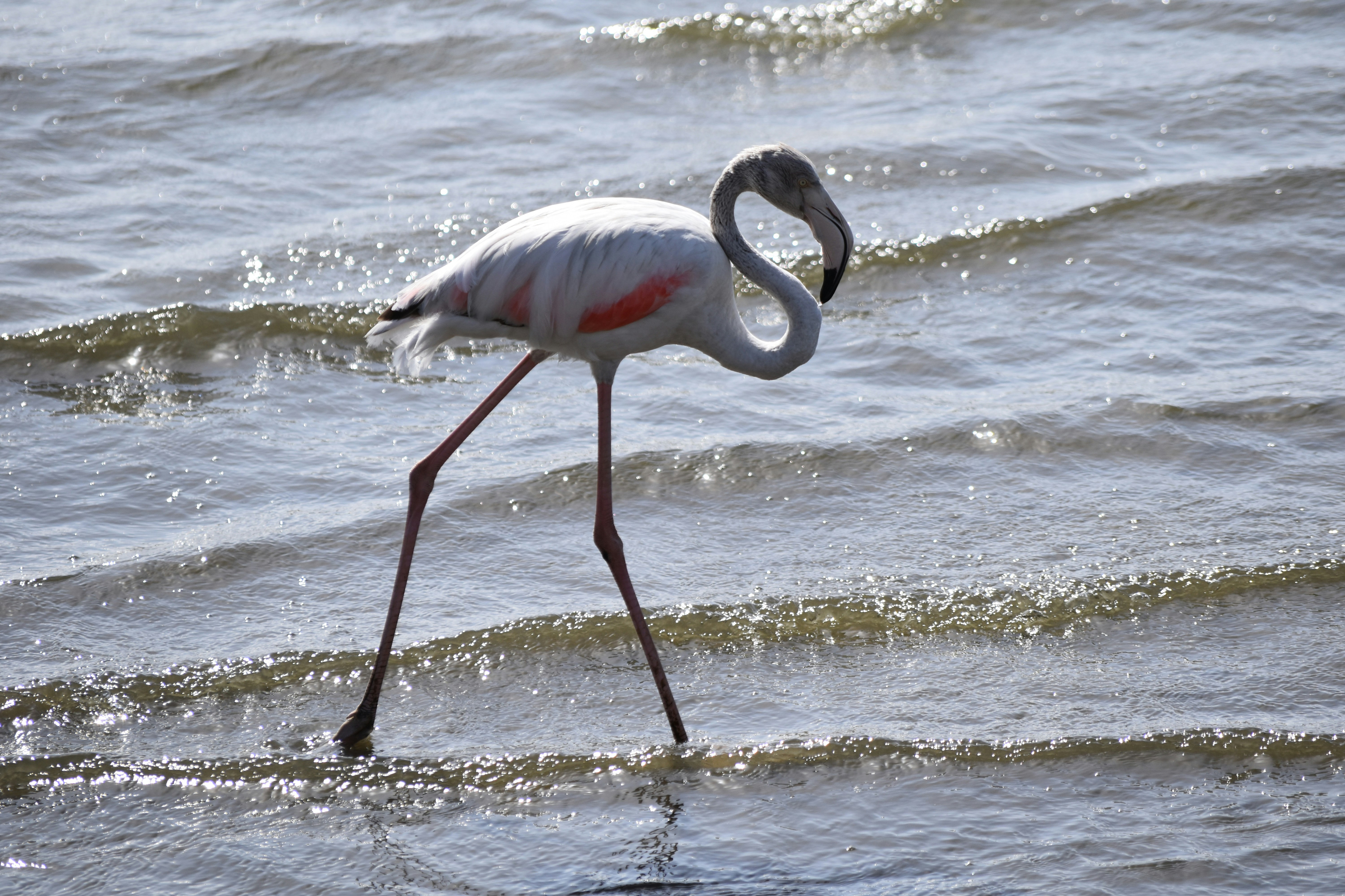 white flamingo bird on body of water
