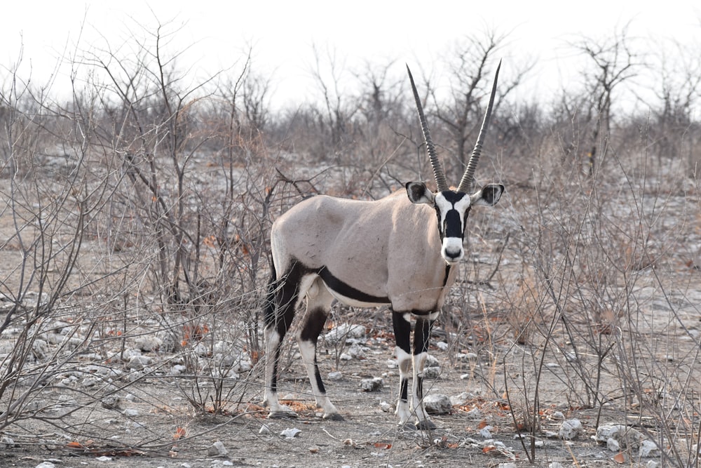 South African oryx