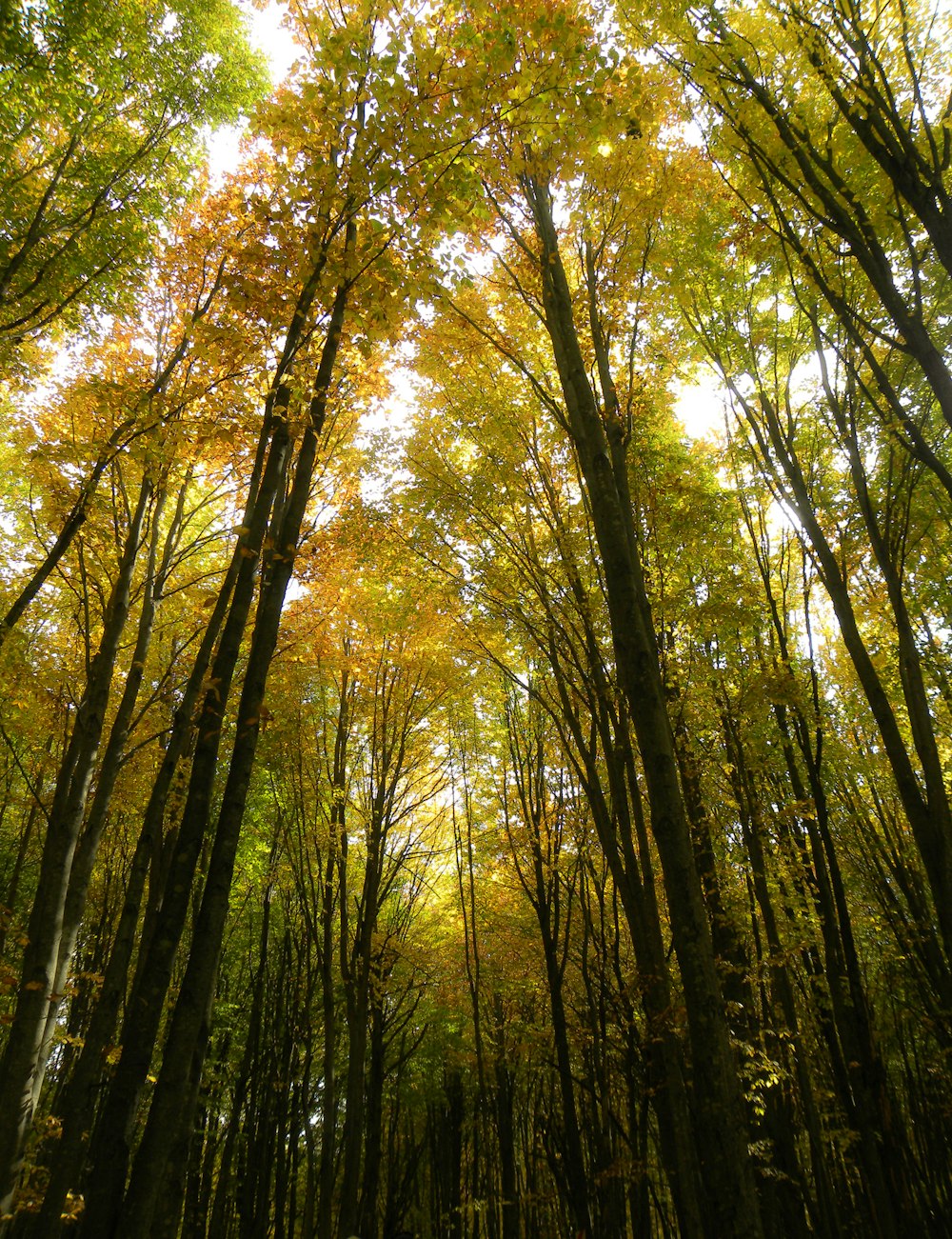 green trees