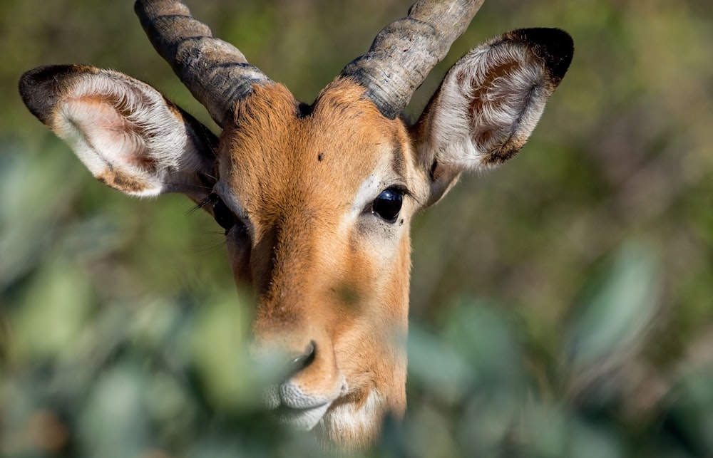 brown ibex surrounded by plants