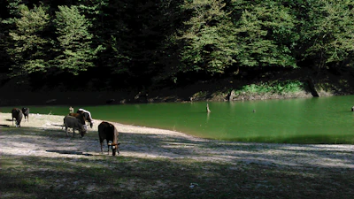Cattle including cows and buffaloes grazing peacefully near a pond.