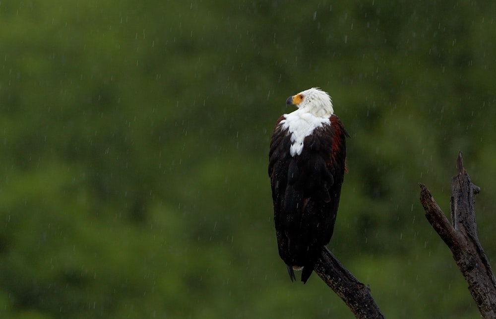 black and white eagle on bare tree