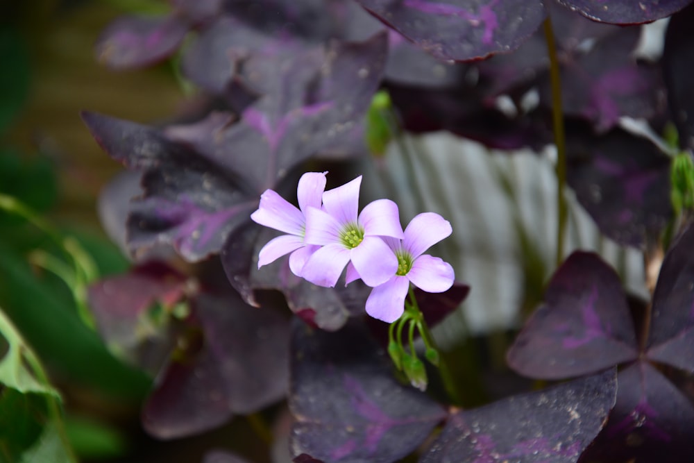 selective focus photography of white petaled flower